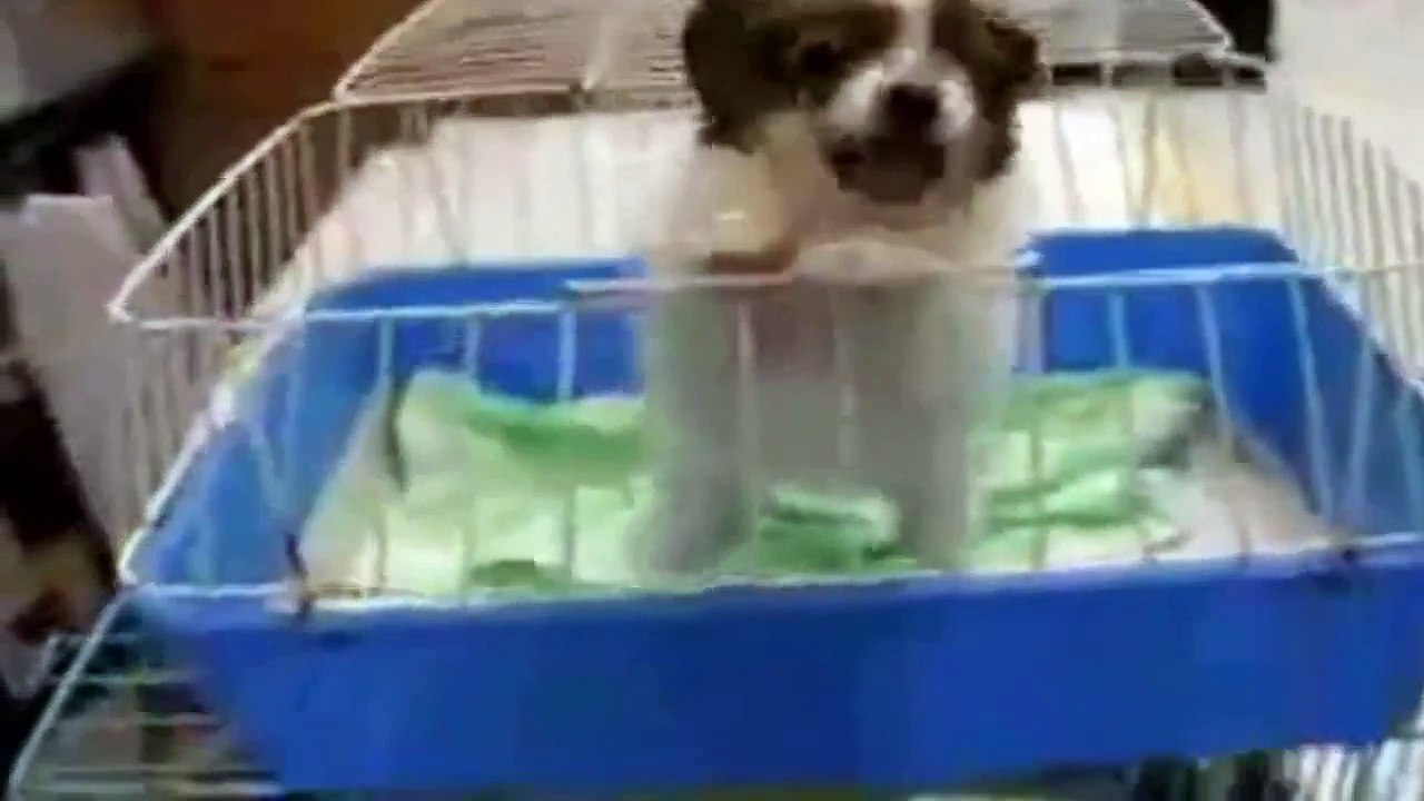 WhatsApp Extremely Funny Videos Hardcore (89)