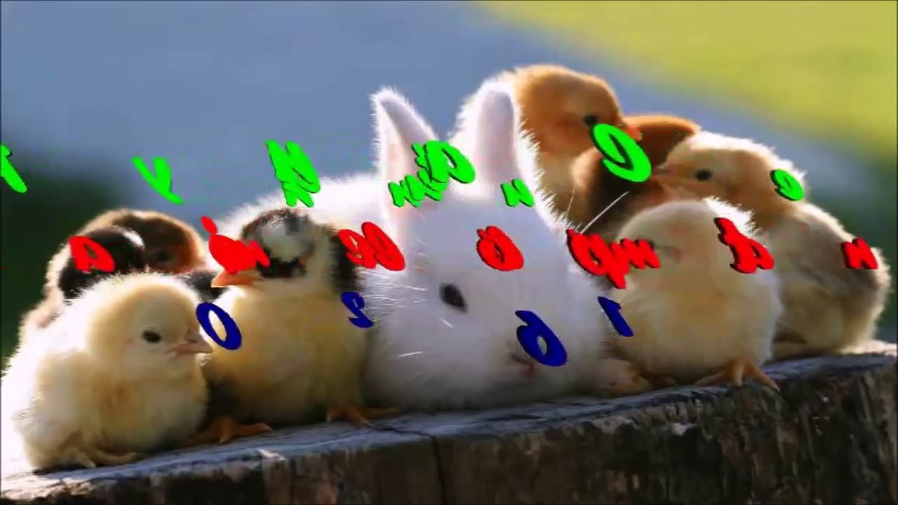 WhatsApp Extremely Funny Videos Hardcore (101)