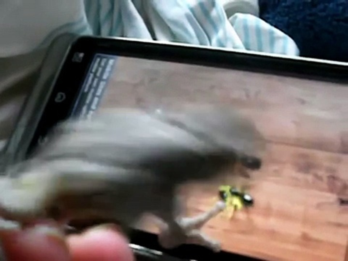 ⁣Животные играют в IPad. Подборка Топ 7