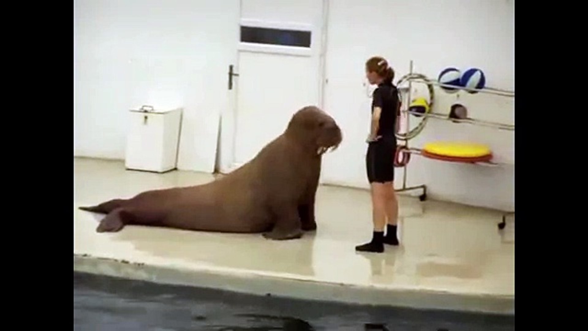 ⁣Животные занимаются спортом