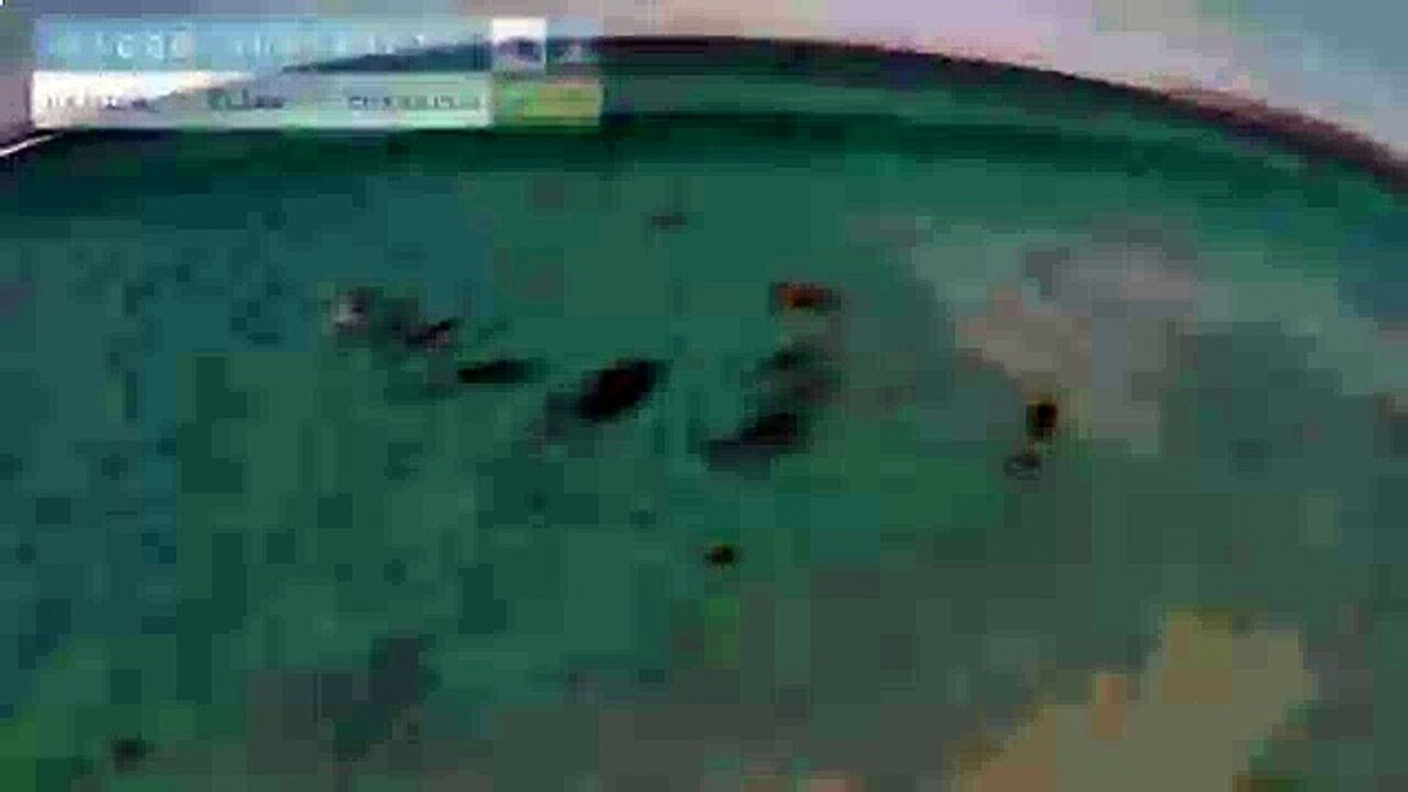 Серфинг дельфинов (surfing dolphins)