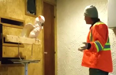 Kafesini Kıran Adama Sinirlenen Papağan Küfür Yağdırdı