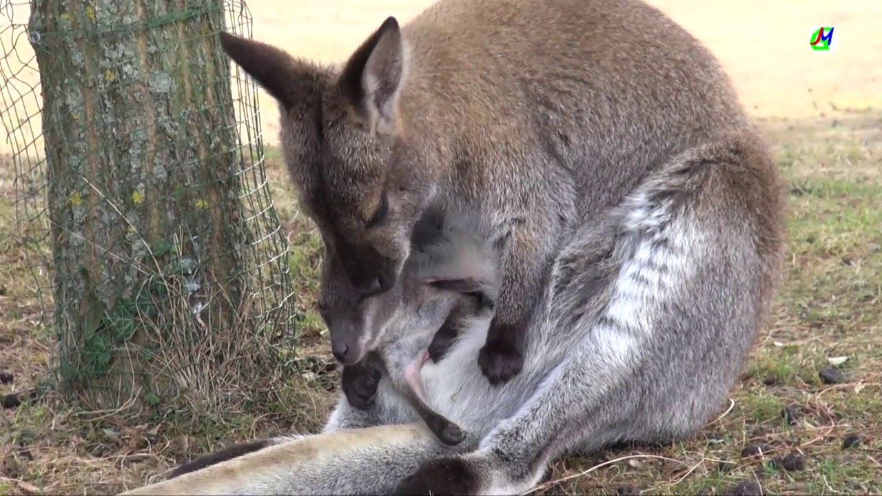 Kangourou et son bébé