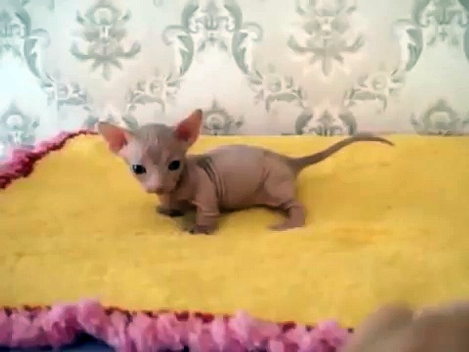 Розовый сфинкс малышка