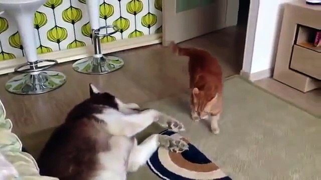 РЫЖИЙ РАЗБОЙНИК не дает собаке спать