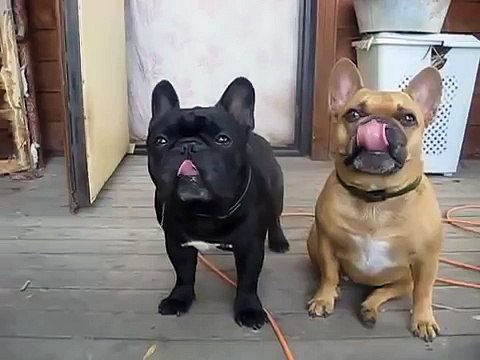 Скромные бульдоги ждут еду