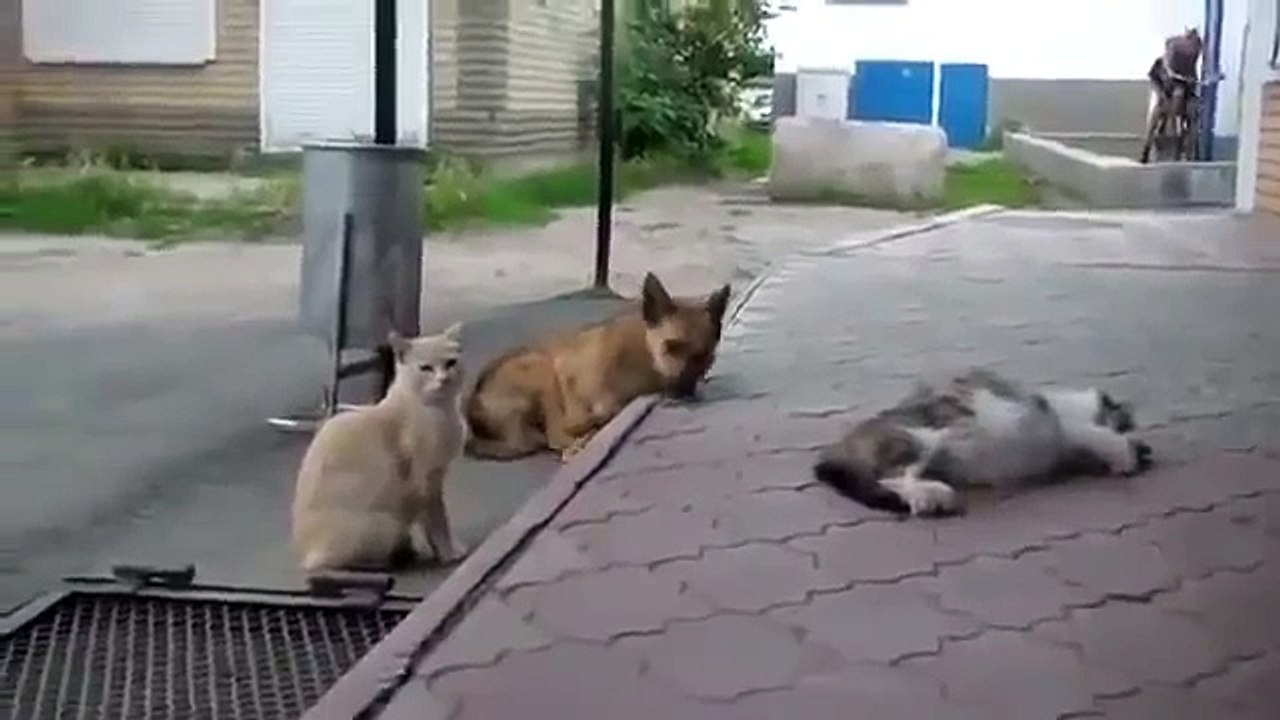 Собака и кошка ну очень нежные чувства