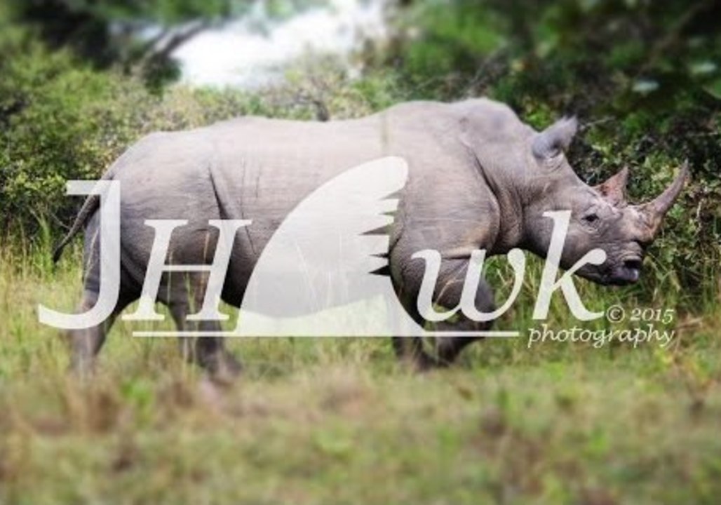 Close Encounter With Ugandan Rhinos