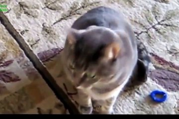 Funny animals english funny animals lip reading