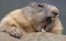 Beavers Documentary | The fascinating story of beavers: Leave it to Beavers english subtitles