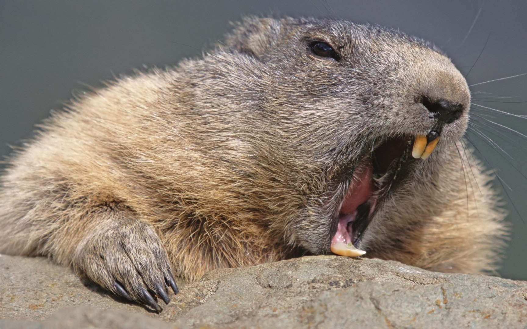 ⁣Beavers Documentary | The fascinating story of beavers: Leave it to Beavers english subtitles