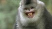 Snub-nosed Monkey Documentary | Snub-nosed Monkeys facts: Mystery Monkeys of Shangri La  english subtitles