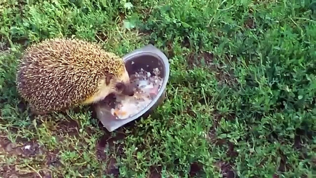 СПАНИЕЛЬ И ЕЖИК