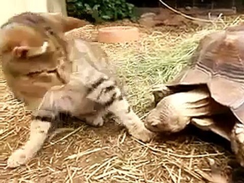 Черепаха желает Познакомиться с КОТИКОМ