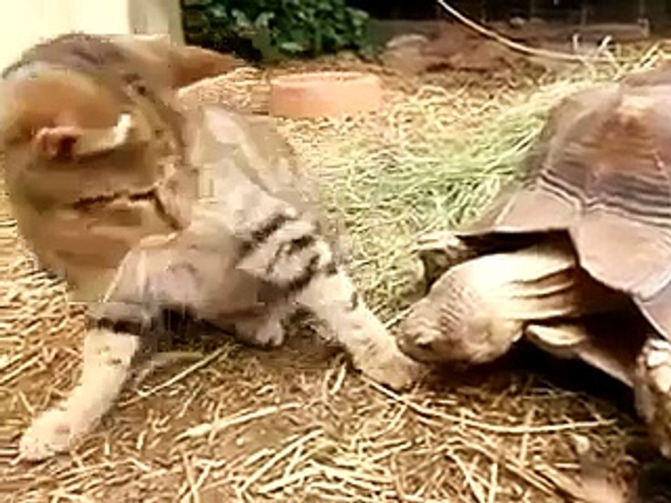 Черепаха желает Познакомиться с КОТИКОМ