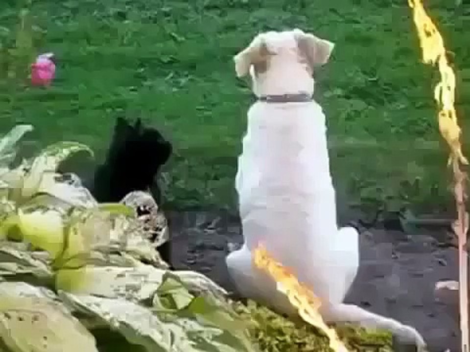 ЧЕРНЫЙ КОТ ОЧЕНЬ ЛЮБИТ ПСА