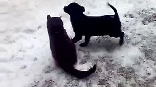 Щенок и котенок выясняют кто сильней