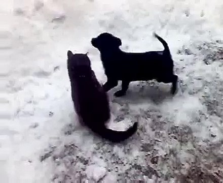 Щенок и котенок выясняют кто сильней