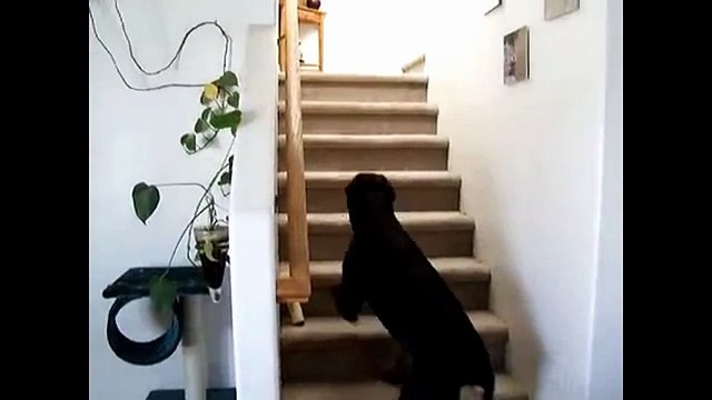 Кошки против собак