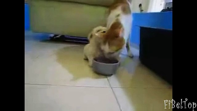 Забавные животные. Подборка самых терпеливых животных 2015