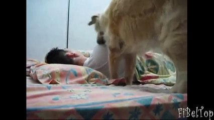 Животные разбудивают своих хозяев: забавные моменты