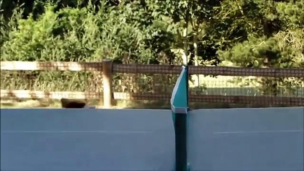 Best Funny Dog Compilation Part 3 【爆笑】　世界のおもしろ犬３