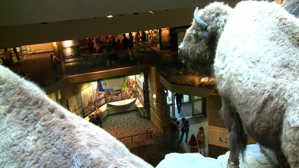 Head-Smashed-In Buffalo Jump - Alberta, Canada