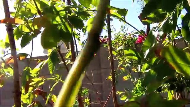 JUST A RANDOM COLLECTION OF VIDEOS SOT TODAY! 2016-2-15 (Funny Videos 720p)