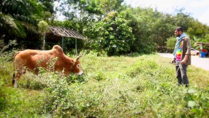 มหาลัยวัวชน Mahalai Wua chon [english version] -วงพัทลุง [Official MV]