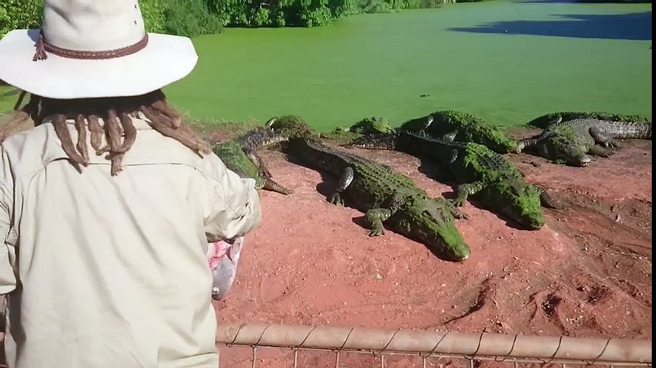 Cocodrilo Arranca Pata