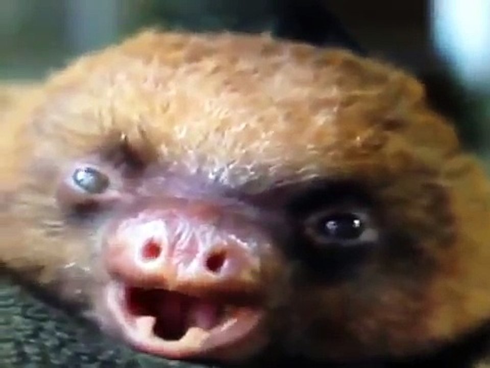 Funny Dog Vines 2015 (part 14) Super Dogs Vs Stupid Dogs (all them so lovely) 973,256 view