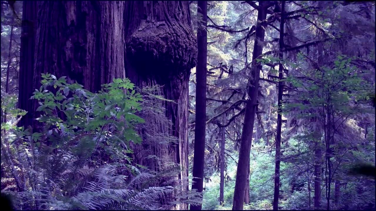 6 TRUE Sasquatch __ Bigfoot Encounters 2016 feb 27