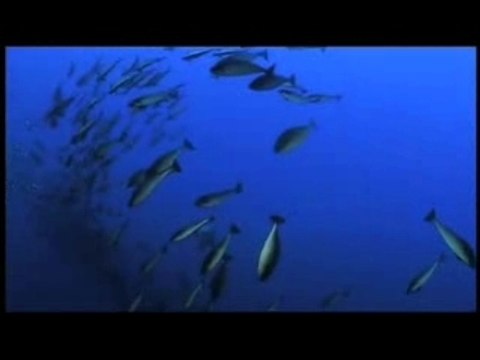 Okeanos - Luc Baiwir