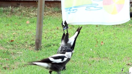 Сороки развлекаются)