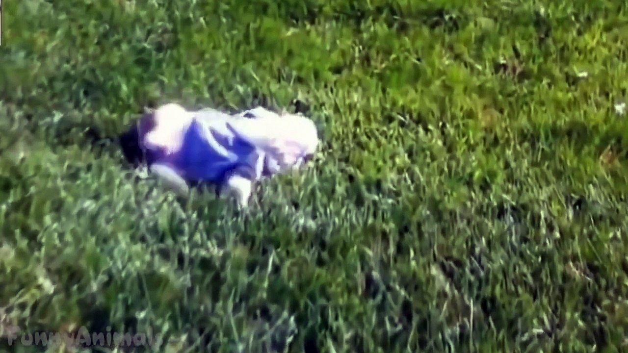 Funny Dumb Dogs Cute and Funny Dog Fail Compilation