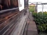 Funny dog fetching a cat, this is amazing and hilarious. How to get your cat inside.