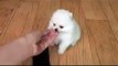 Tiniest and Cutest Teacup Pomeranian Puppy!