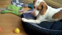 Lemon Beagle Puppy vs. Lemon   Cute Dog Maymo