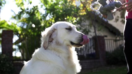 Puppy in SLOW MOTION!!