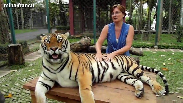 Lions, Tigers And Cheetahs Also Like Cuddling - Big Cats Compilation