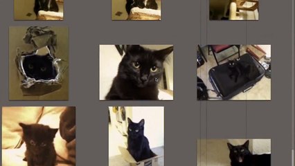 10 Things Cat Owners Have Probably Done