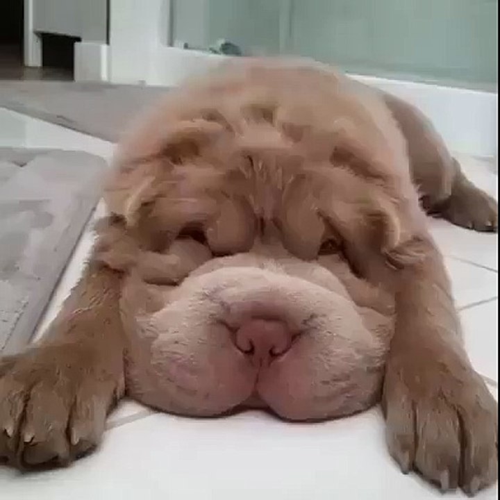 Awww! I wat one!