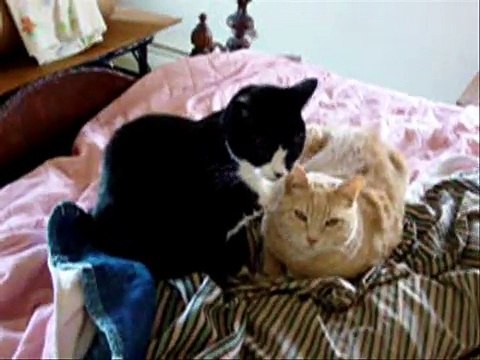 PART 3 FUNNY CATS ~ TALKING CAT ~ ANIMAL FUN ~ MY COOL CATS