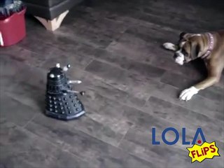 This Dog Doesn't Trust The Daleks