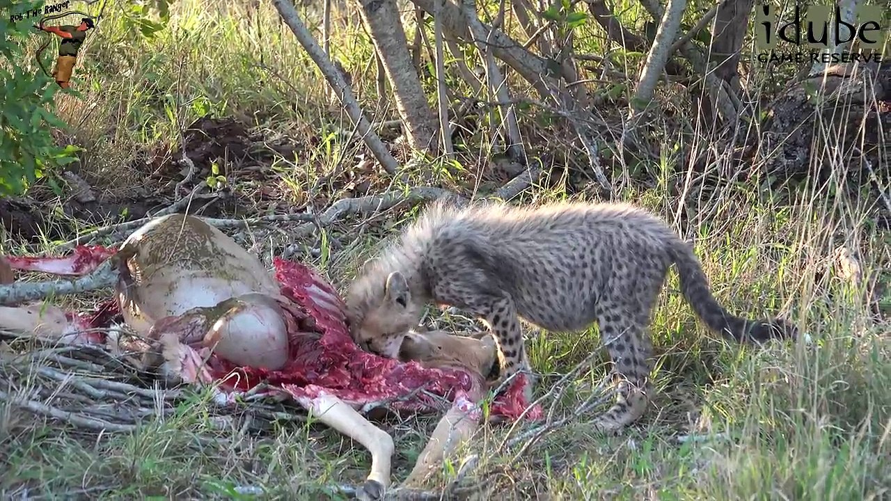 Cheetah And Cubs Part 11: With A Big Impala Kill