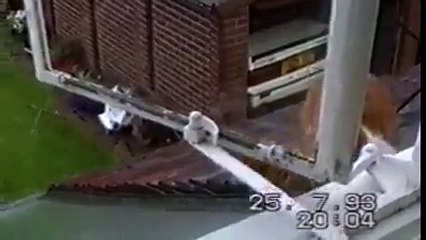 Cats supposed to have great balance !!