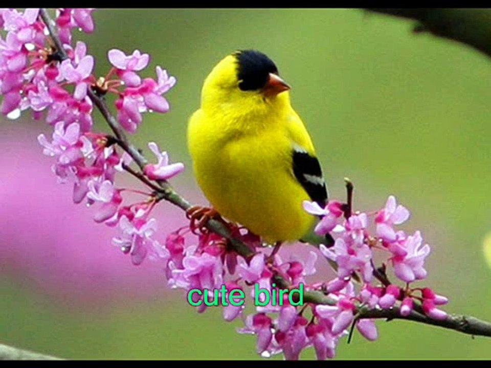 Spectacular Bird