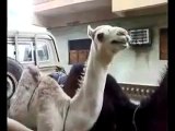 ticklish camel
