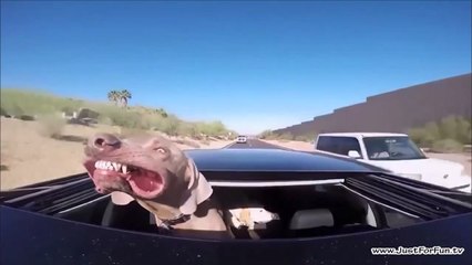 Pets Fail and Funny Moments