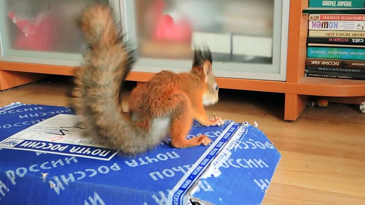 Кому досталась кедровая шишка Who became the owner of the cedar cone